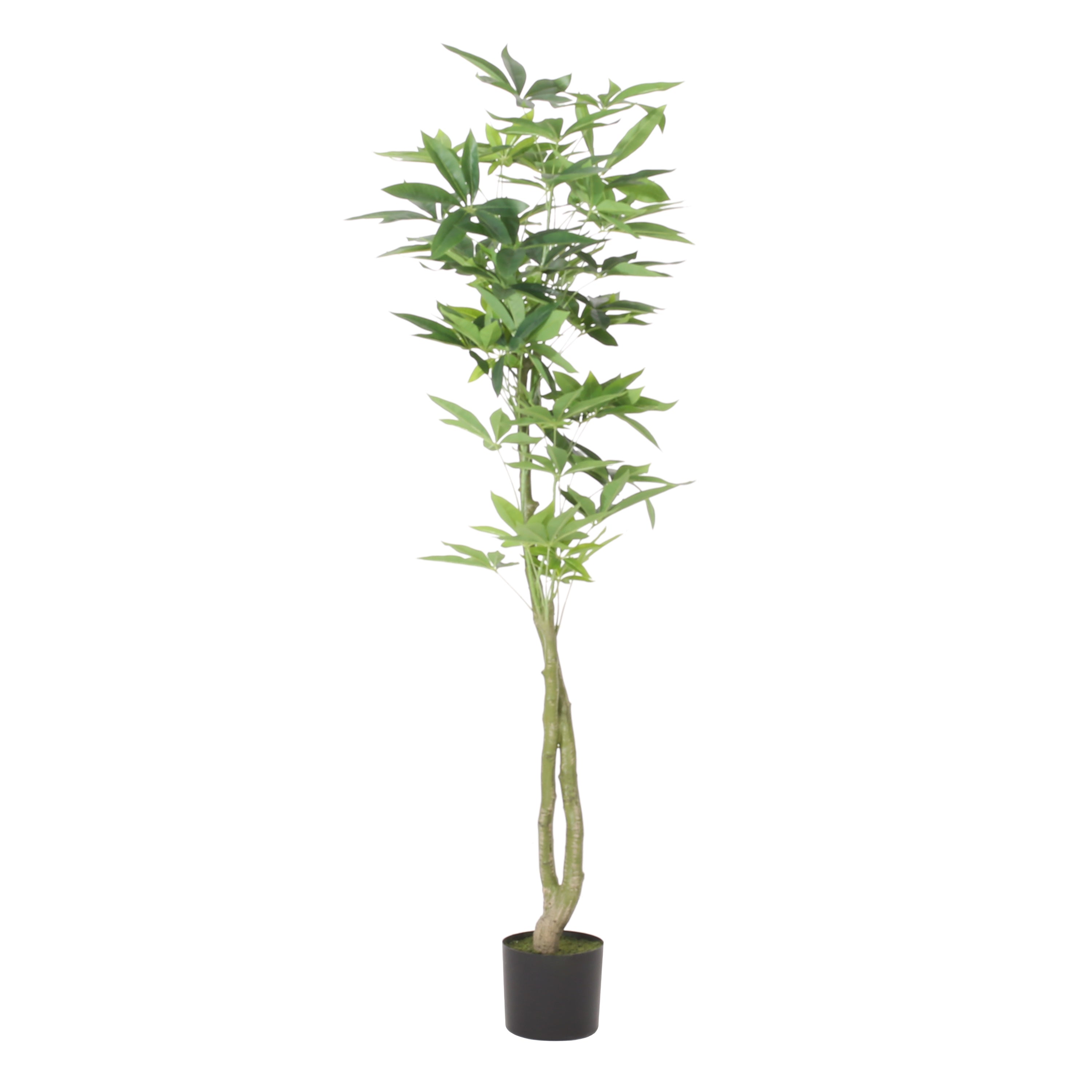 160 cm Artificial Pachira Macrocarpa | Keeno Decor